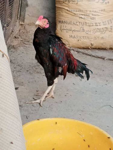 aseel murga ladai wale four sale