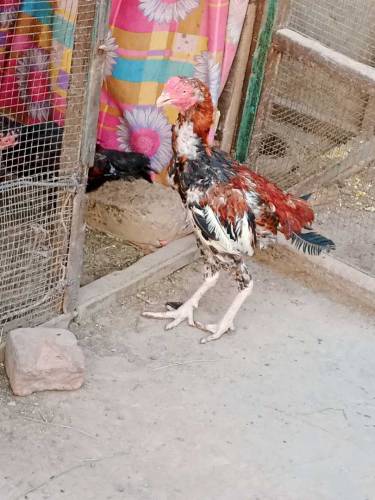 aseel murga ladai wale four sale
