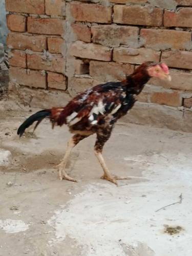 aseel murga ladai wale four sale
