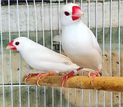 white java breedar pair for new shooqeen location faisalabad samanabad