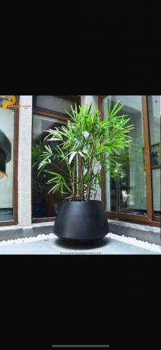 planters 