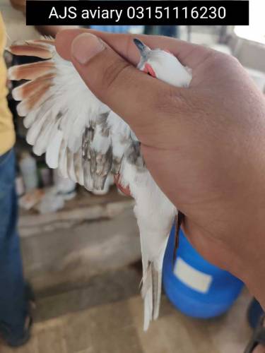 pied dove 