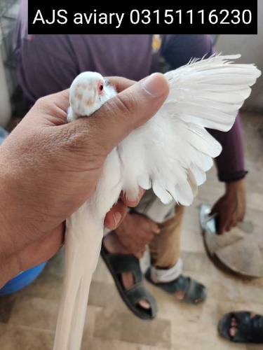 pied dove 