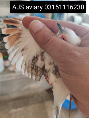 pied dove 
