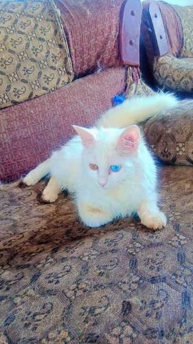 purstion cat odi eye
