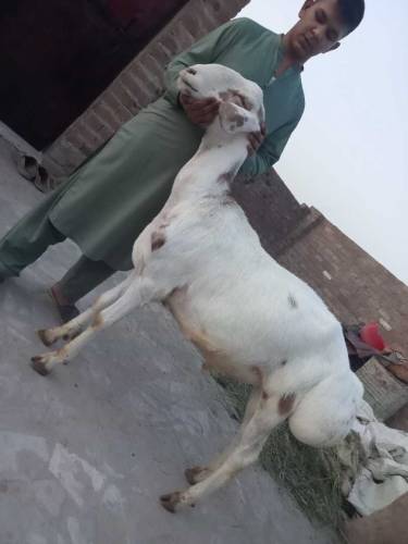 dumba balkhi nasal