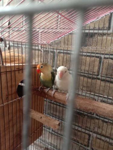 albino Red eye and parblue split ino ready to bread and ready to go ne