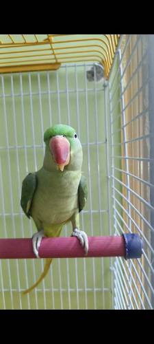 TALKING PARROT HAND SITTING BREEDING FAIR6