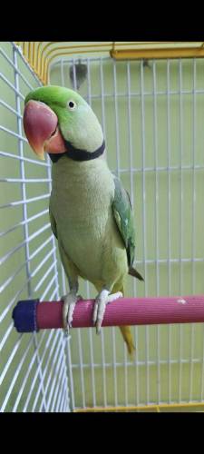 TALKING PARROT HAND SITTING BREEDING FAIR6