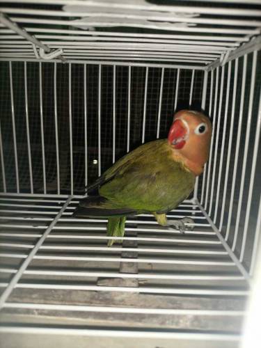 Green Euwing opaline
