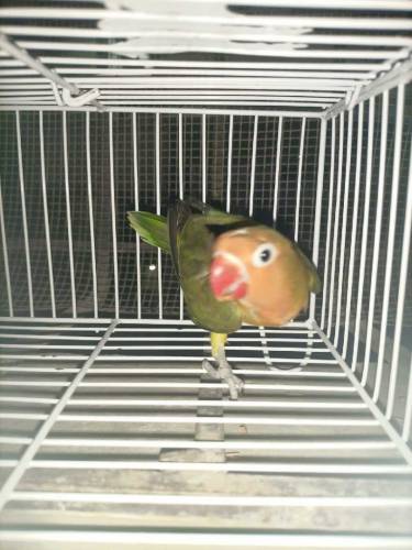 Green Euwing opaline