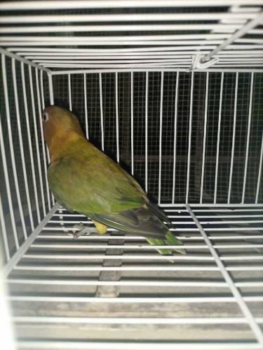 Green Euwing opaline