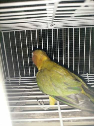 Green Euwing opaline