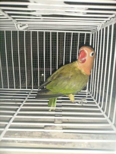Green Euwing opaline