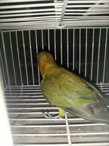 Green Euwing opaline