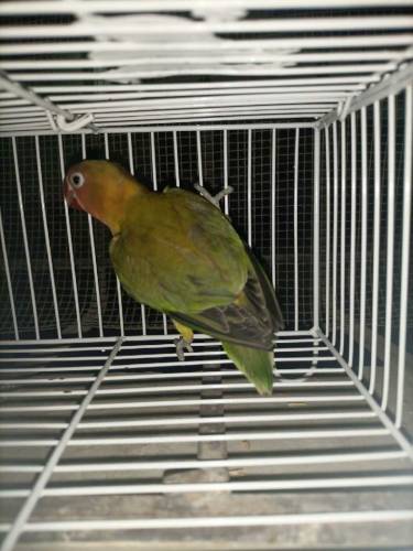 Green Euwing opaline