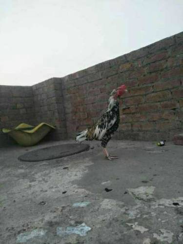china Aseel murga