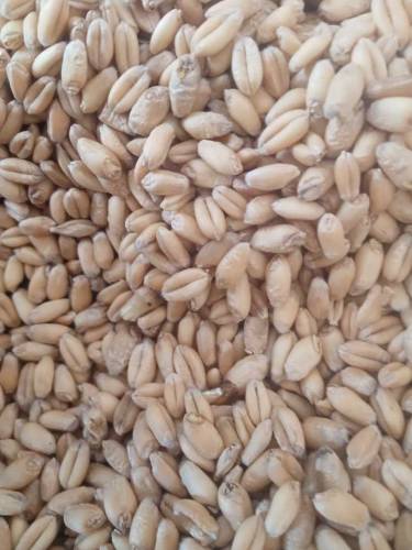gandum for sale