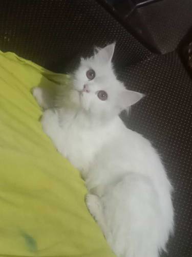 Beautiful Persian cat