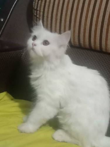 Beautiful Persian cat
