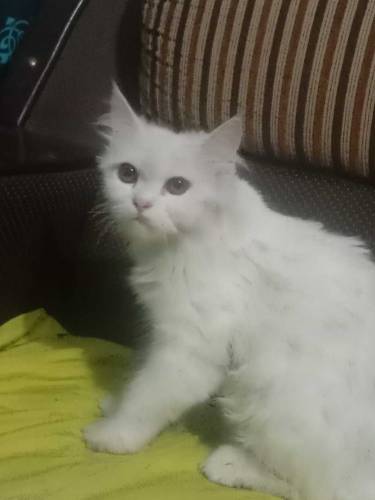 Beautiful Persian cat