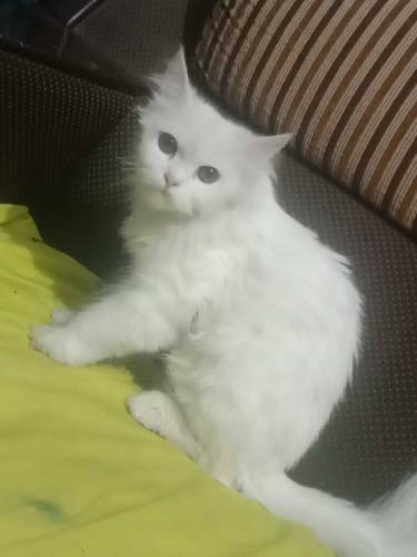 Beautiful Persian cat