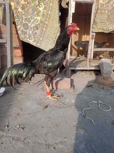 Aseel Male Lasani 