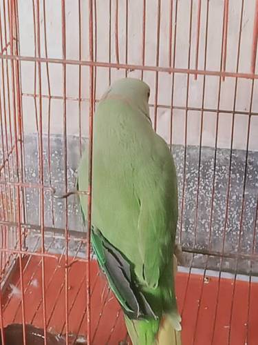 male parrot
