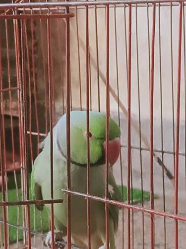 male parrot