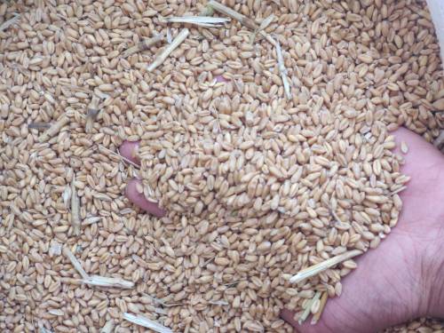 White Wheat 