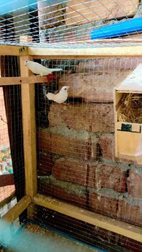 Banglise finches for sale 