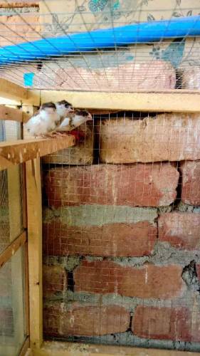 Banglise finches for sale 