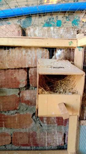 Banglise finches for sale 