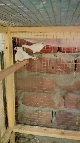 Banglise finches for sale 
