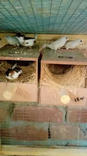 Banglise finches for sale 