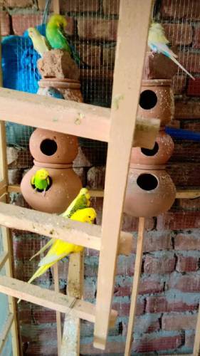 Australian budgies for sale 