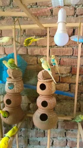 Australian budgies for sale 