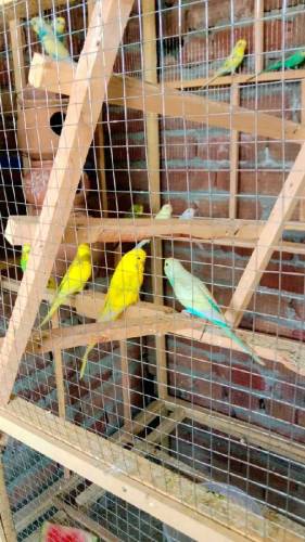 Australian budgies for sale 