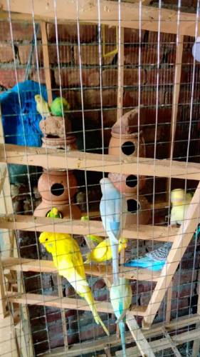Australian budgies for sale 