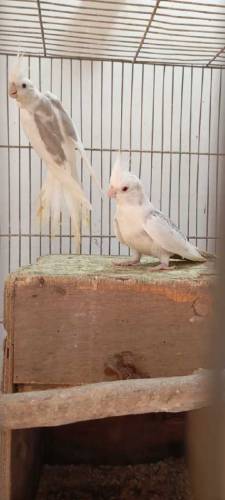 Available birds 