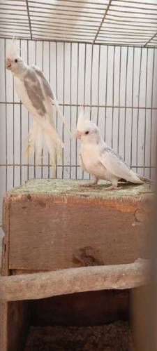 Available birds 