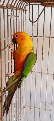 Available birds 