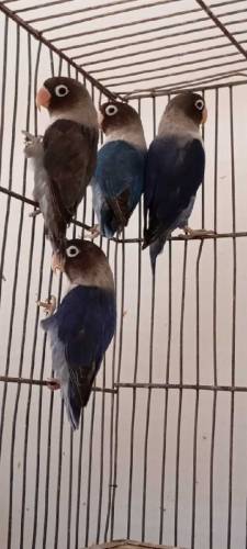 Available birds 