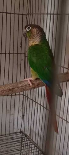 Available birds 