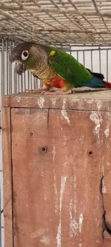 Available birds 