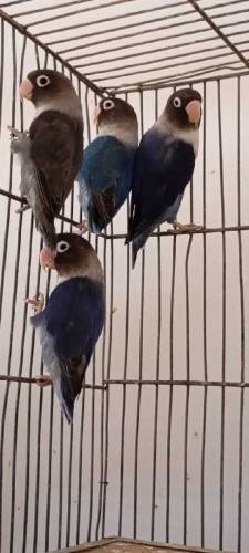 Available birds 