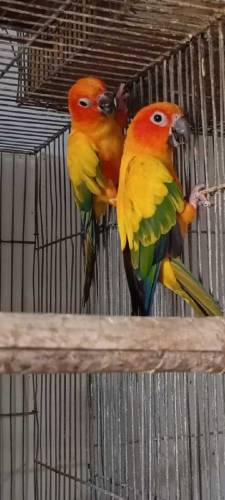 Available birds 