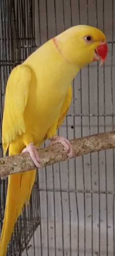 Available birds 