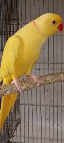 Available birds 