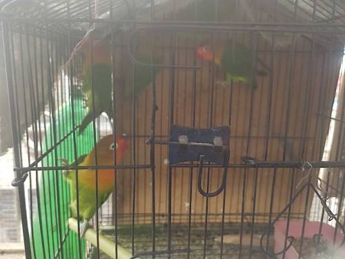 fisher 5 piece without cage
